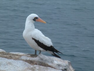 The elegant Masked Boobie, on the cliffs of S. Plaza Island