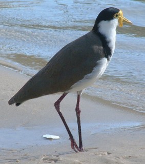 Masked Lapwing (Vanellus miles, race novaehollandiae)