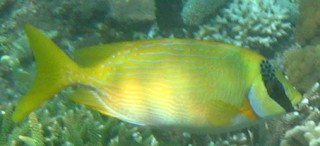 A Masked Rabbitfish