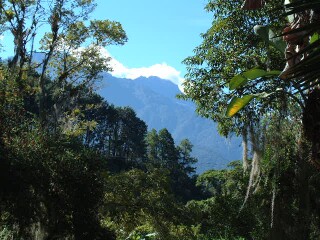 Cloud forest, lush and verdant