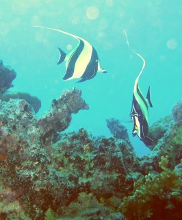 Moorish Idols are common sights among the corals of Fr. Polynesia