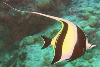 Moorish Idol