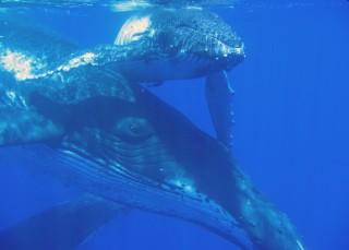 A mother humpback and her calf in clear Tongan waters.