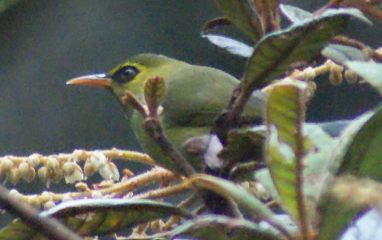 Mountain Blackeye, Mt. Kinabalu, Sabah, Borneo