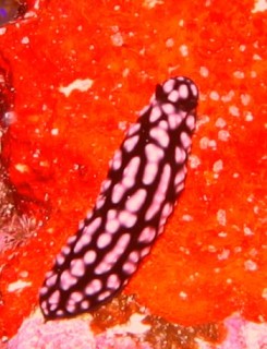 Nudibranch Phyllidellia pustulosa. Black with pink.