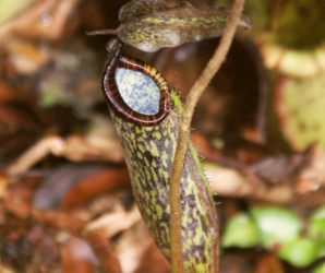 Nepenthes plant, Mt. Kinabalu