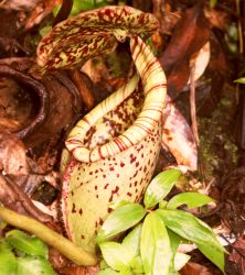 Nepenthes plant, Mt. Kinabalu