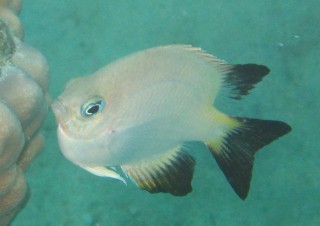 Mystery fish. White and yellow, black-finned Damsel?