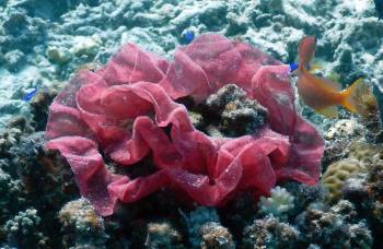 Egg casing of a Spanish Dancer Nudibranch. Moyo