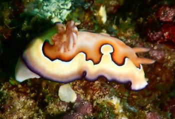 The naked gills of a nudibranch look like feathers