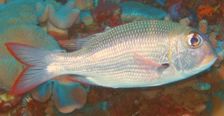 The Bigeye Bream or Emperor is a very variable species