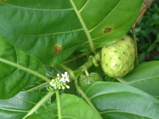 The noni fruit is harvested commercially and used for cosmetics, shampoo, and skin lotions