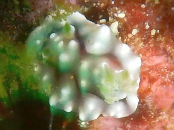 A lovely pastel Chromodoris geometrica under a ledge.