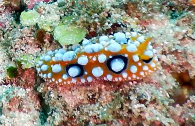 Nudibranch Pyllidia Ocellata(!) in Triton Bay