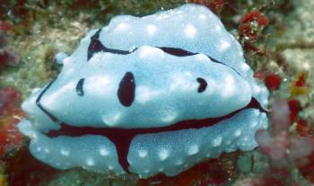 A Shreens Phillidiopsis hunched up on the reef.