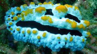 A Swollen Phyllidia with tiny red crabs on its back