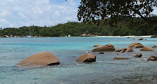 Ocelot on the far shore of Anse Lazio