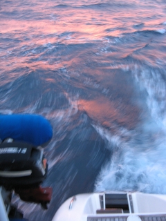 A blurringly fast wake on Ocelot!