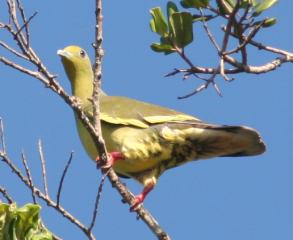 Female Orange Breasted Green Pigeon