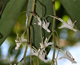 Orchids were part of the wonder of Montagne d'Ambre