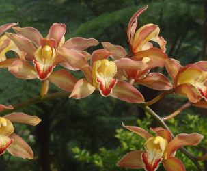Orchids abound in Malaysia's interior.