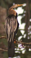 Oriental Darter, Anhinga melanogaster, in Borneo