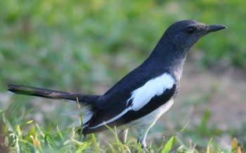 Oriental Magpie Robin, a common bird in Sri Lanka