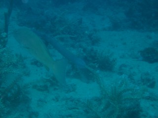 Fish beyond flash range, no brighter than the background.