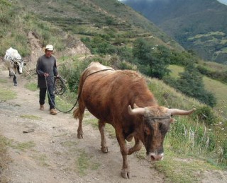 Oxen are the "tractors" of the Andes.