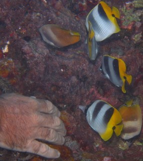 Friendly Double-Saddle Angelfish