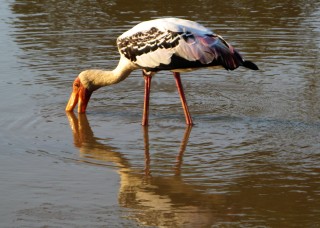 Beautiful Painted Stork, Yala National Park