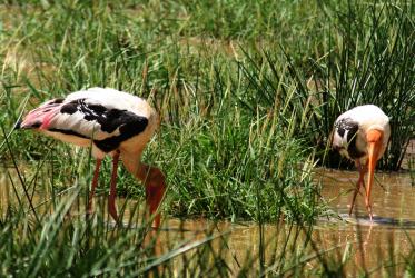 Two Painted Storks feeding in Yala National Park