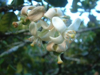 Fragrant flower of the pamplemouse (Tahitian grapefruit) tree.