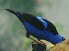 Unknown Panamanian bird