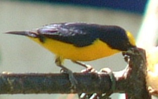 Unknown Panamanian bird. No larger photo available at this time