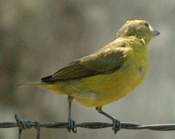 Unknown Panamanian bird. No larger photo available at this time