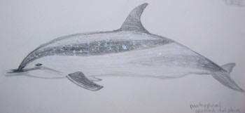 Pantropical spotted dolphin. Drawing by Sue Hacking