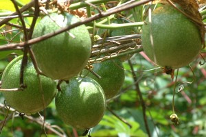 Passion fruit on the vine