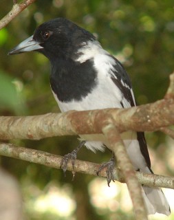 The distinctive Pied Butcherbird of Australia