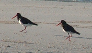 Pied Oystercatchers