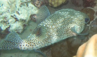 Porcupinefish Diodon hystrix