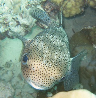 Porcupinefish Diodon hystrix