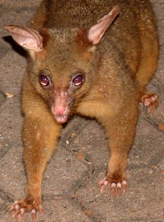 Long claws and sharp teeth of the possom