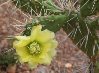 One learned to avoid the cactus when walking, even when they're pretty