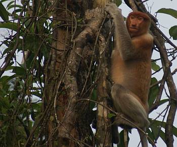Proboscis monkeys leapt, climbed and basked above