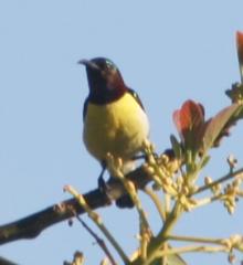 Beautiful yellow breast of the Purple Rumped Sunbird