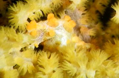 Yellow pygmy seahorse nestled in a camouflaging sea fan