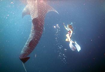 Rachel swims with a 15m whale shark