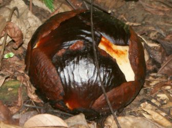 Bud of the Rafflesia keithii, on the forest floor, Borneo