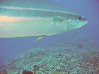 Rainbow Runners, called "salmon" in Venezuela, are pelagic and circumtropical